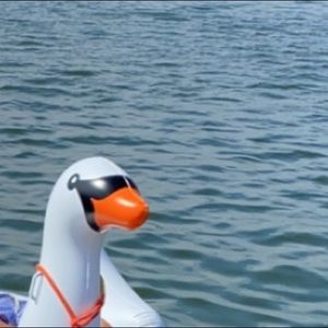 Meet your Posher, Scotty